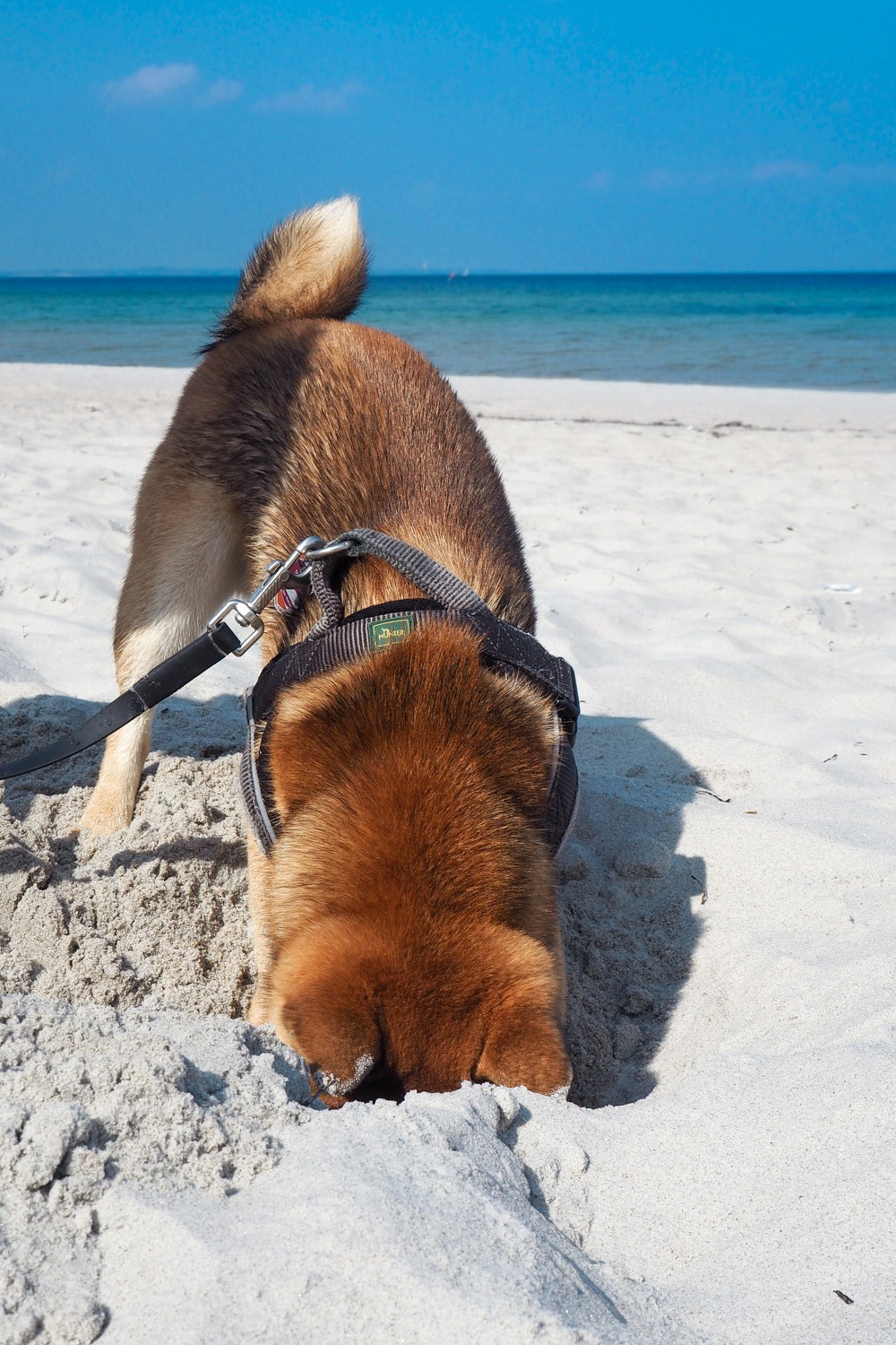 Ostsee Mit Hund Stylisch Entspannend Alexandra Winzer