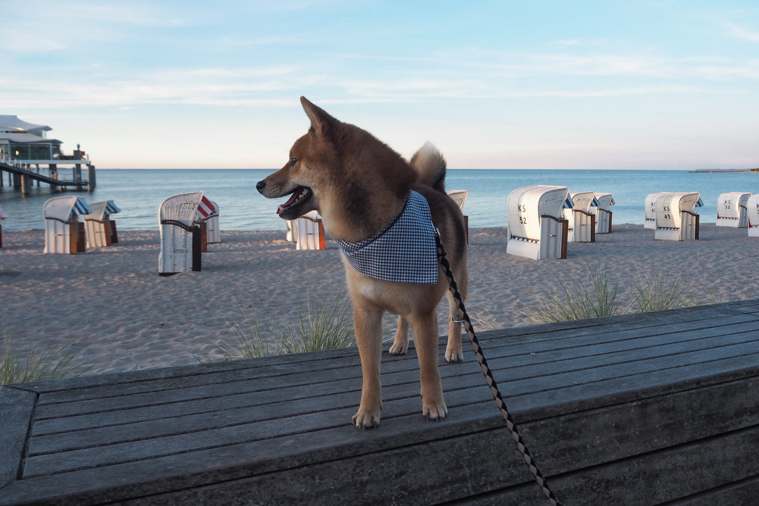 Ostsee Mit Hund Stylisch Entspannend Alexandra Winzer