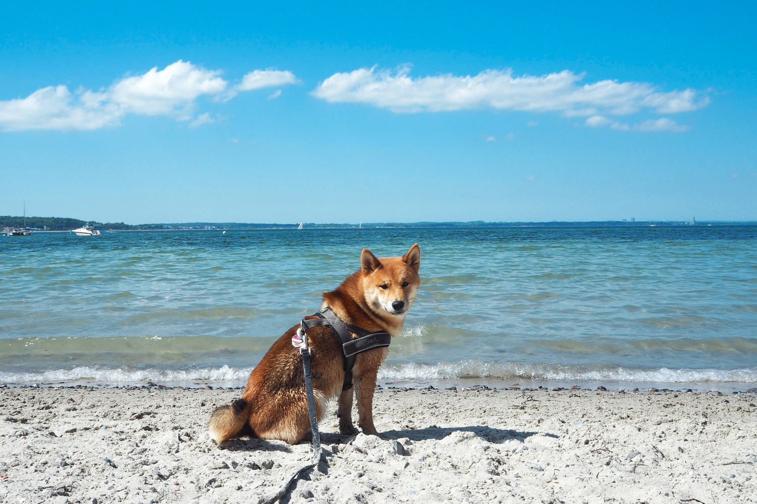 Ostsee Mit Hund Stylisch Entspannend Alexandra Winzer