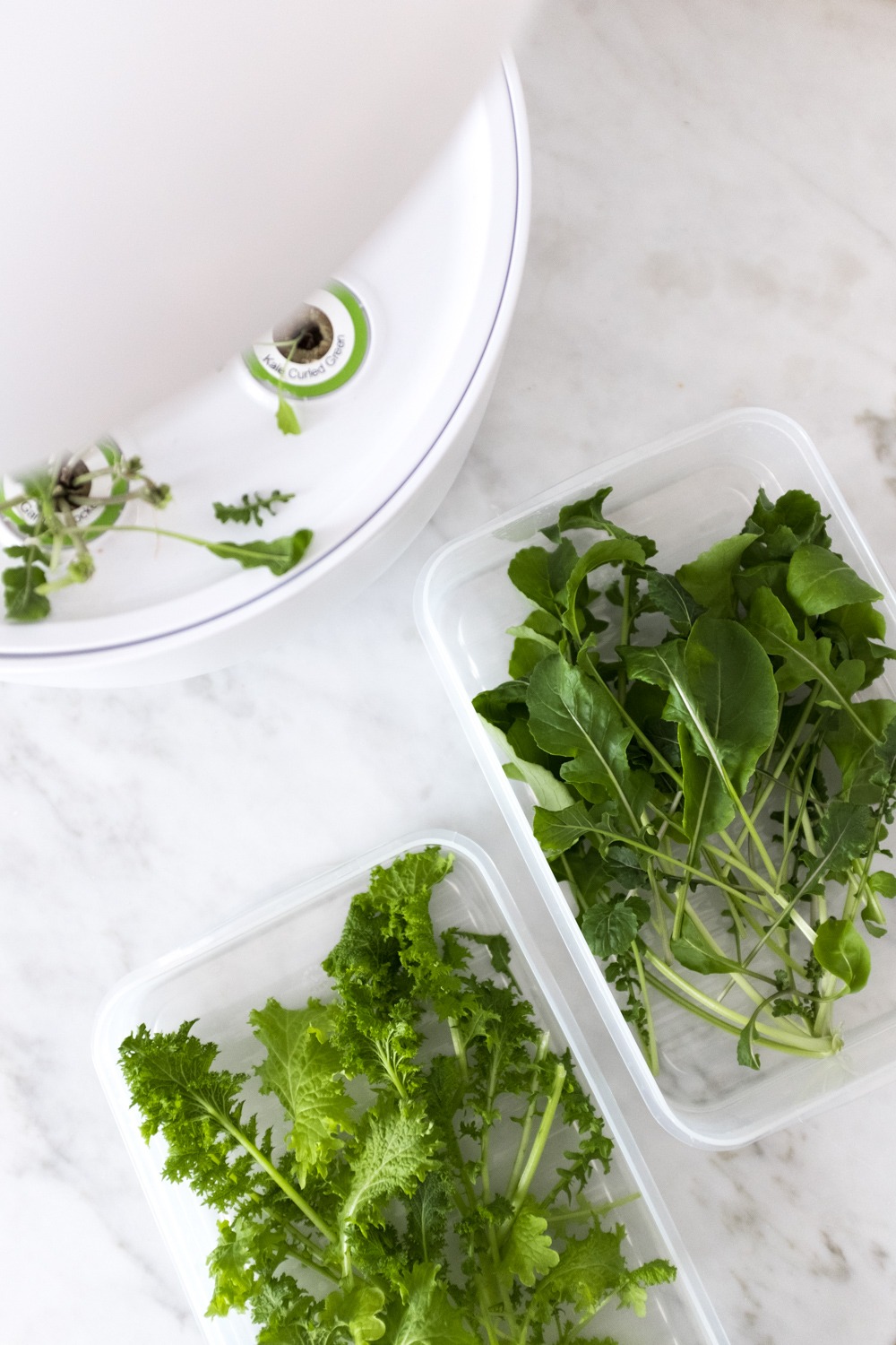 Bei der Ernte vom SmartGrow: die frisch geernteten Kräuter und Salate kann man auch super für ein paar Tage im Kühlschrank aufbewahren. Ich verwende dafür luftdicht verschlossene Dosen und schon bleiben sie super knackig!